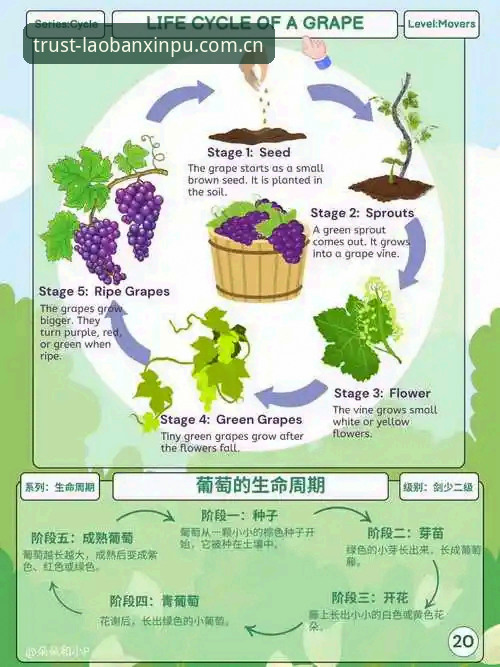 揭秘老版新葡萄教程背后的真相：从入门到精通的全流程解析
