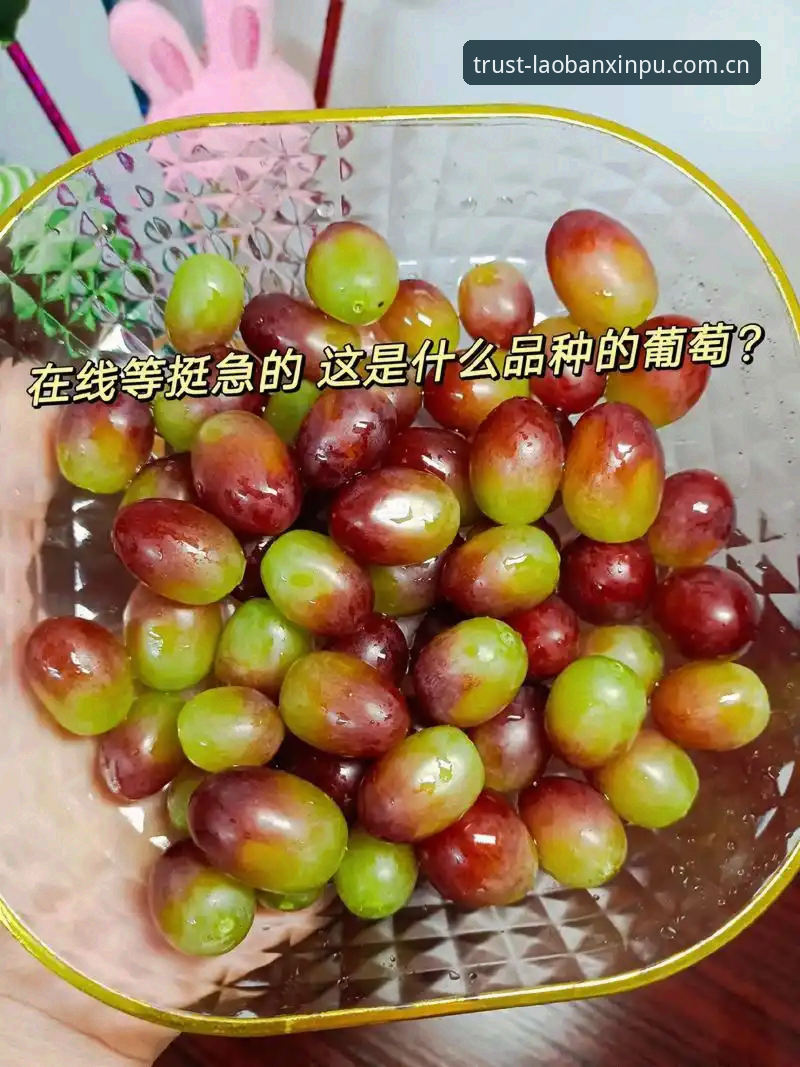揭秘新葡萄8883官网：老用户眼中的老版新葡萄网页版到底有多香？